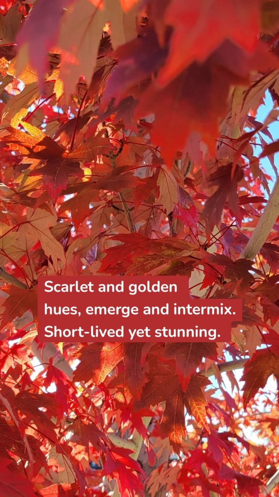Scarlet and golden
hues, emerge and intermix.
Short-lived yet stunning. 